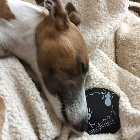 Au Lévrier De 3* Chessy (Seine-et-Marne)